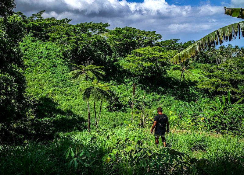Noble kava plantation rows in Vanuatu