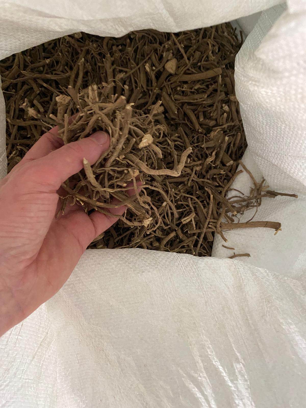 Inspector grading dried kava roots by hand